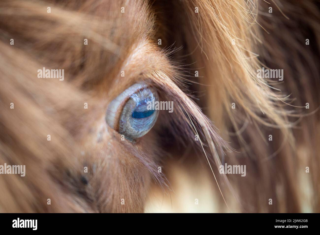 Vista inusuale dell'occhio blu della mucca delle Highland Foto Stock