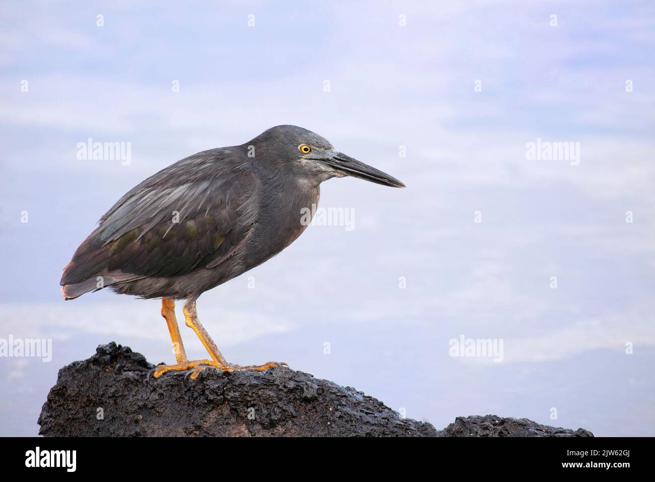 Heron di lava (Butorides sundevalli) arroccato su una roccia lavica costiera, una specie di uccelli endemica delle isole Galapagos. Puerto Egas, Isola di Santiago Foto Stock