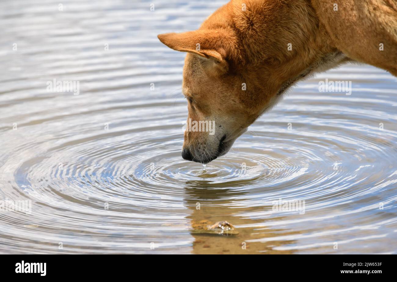 Thirsty Dog bere acqua dalla riva del lago foto ravvicinata, ondulazione superficie d'acqua. Foto Stock