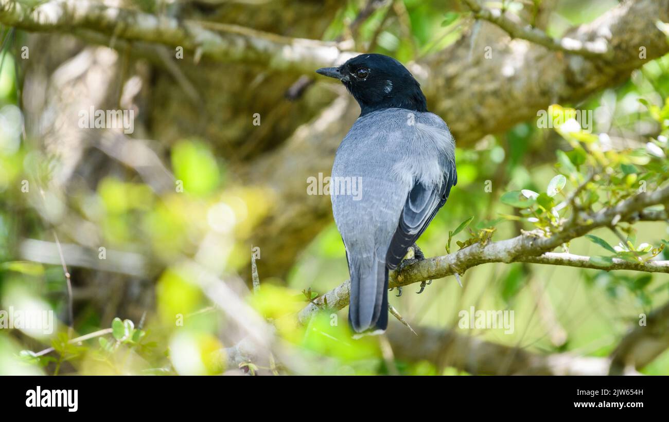 Uccello maschio Cuckoosrike dalla testa nera appollaiato su un ramo di albero spinoso e guarda indietro. Foto Stock