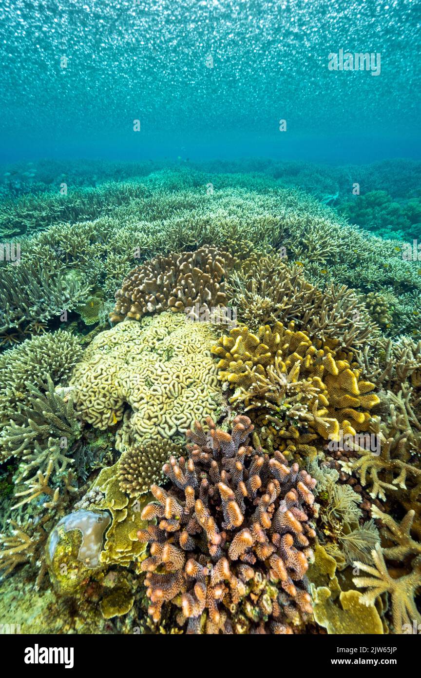 Forte pioggia tropicale sopra i coralli incontaminati di staghorn, Raja Ampat Papua Occidentale Indonesia. Foto Stock
