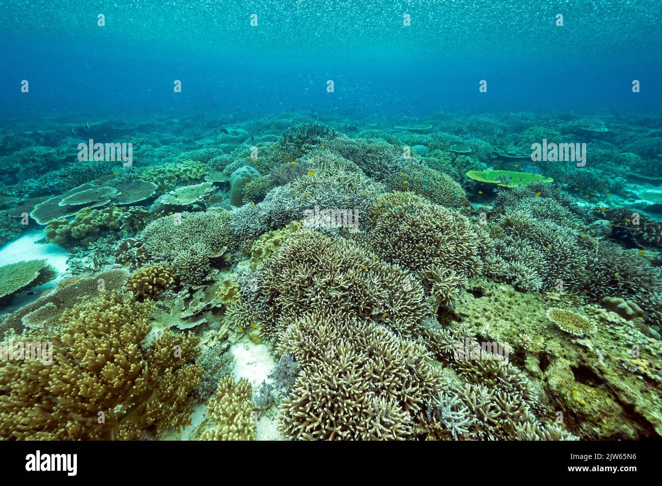 Forte pioggia tropicale sopra i coralli incontaminati di staghorn, Raja Ampat Papua Occidentale Indonesia. Foto Stock