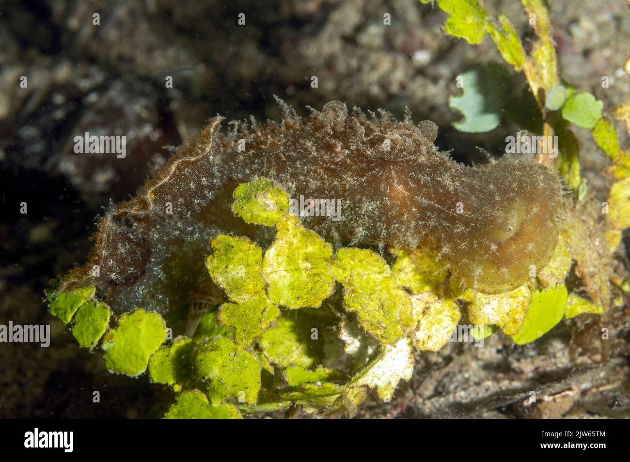 Slug di mare, Melibe sp., Raja Ampat Indonesia. Foto Stock