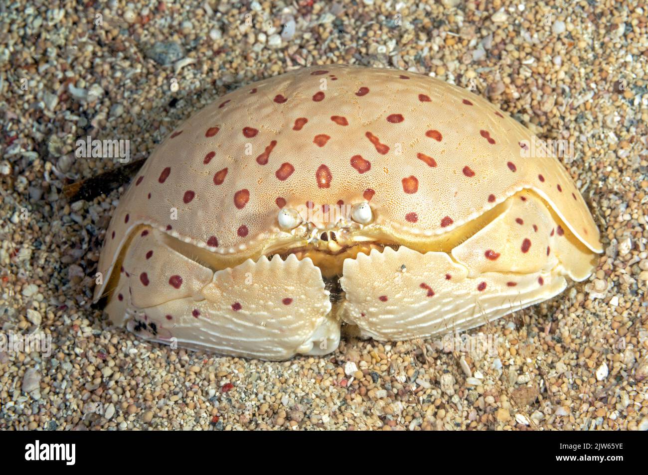 Granchio rosso-macchiato scatola, Calappa calappa, Raja Ampat Indonesia. Foto Stock