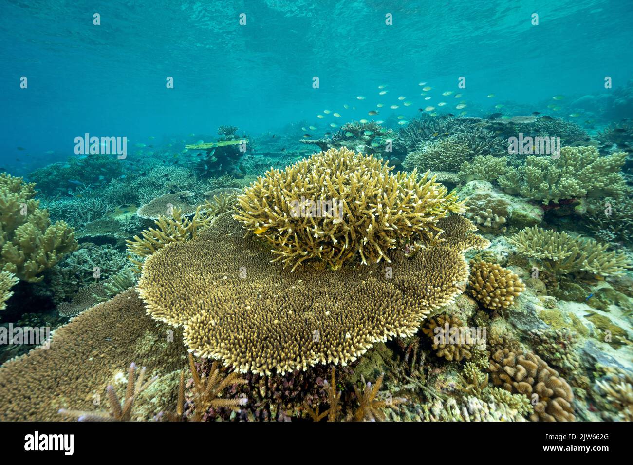 Reef panoramico con coralli di pietra incontaminati, Raja Ampat West Papua Indonesia. Foto Stock