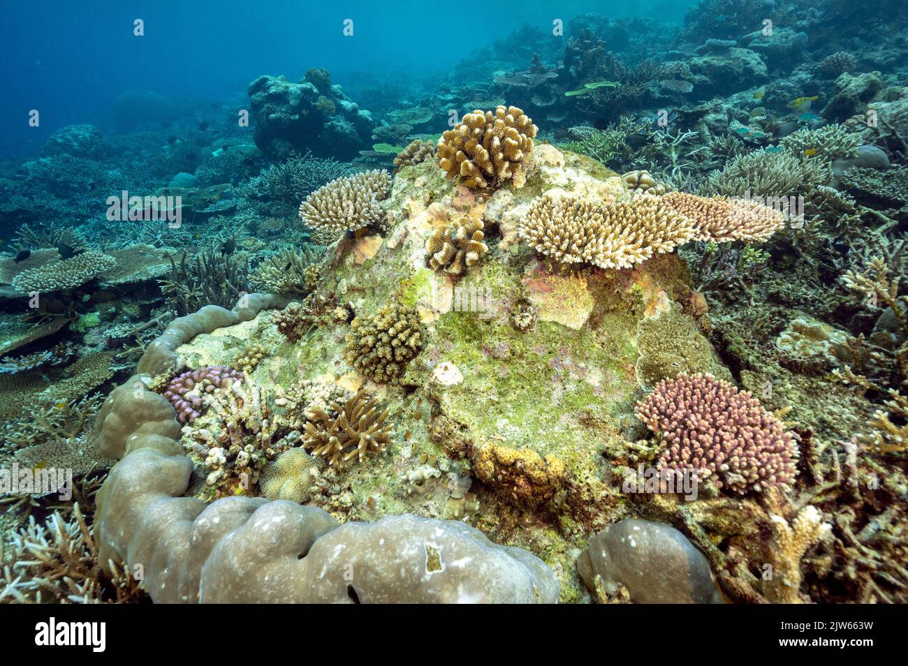 Propagazione del corallo su una testa di corallo morta, Raja Ampat Indonesia. Foto Stock