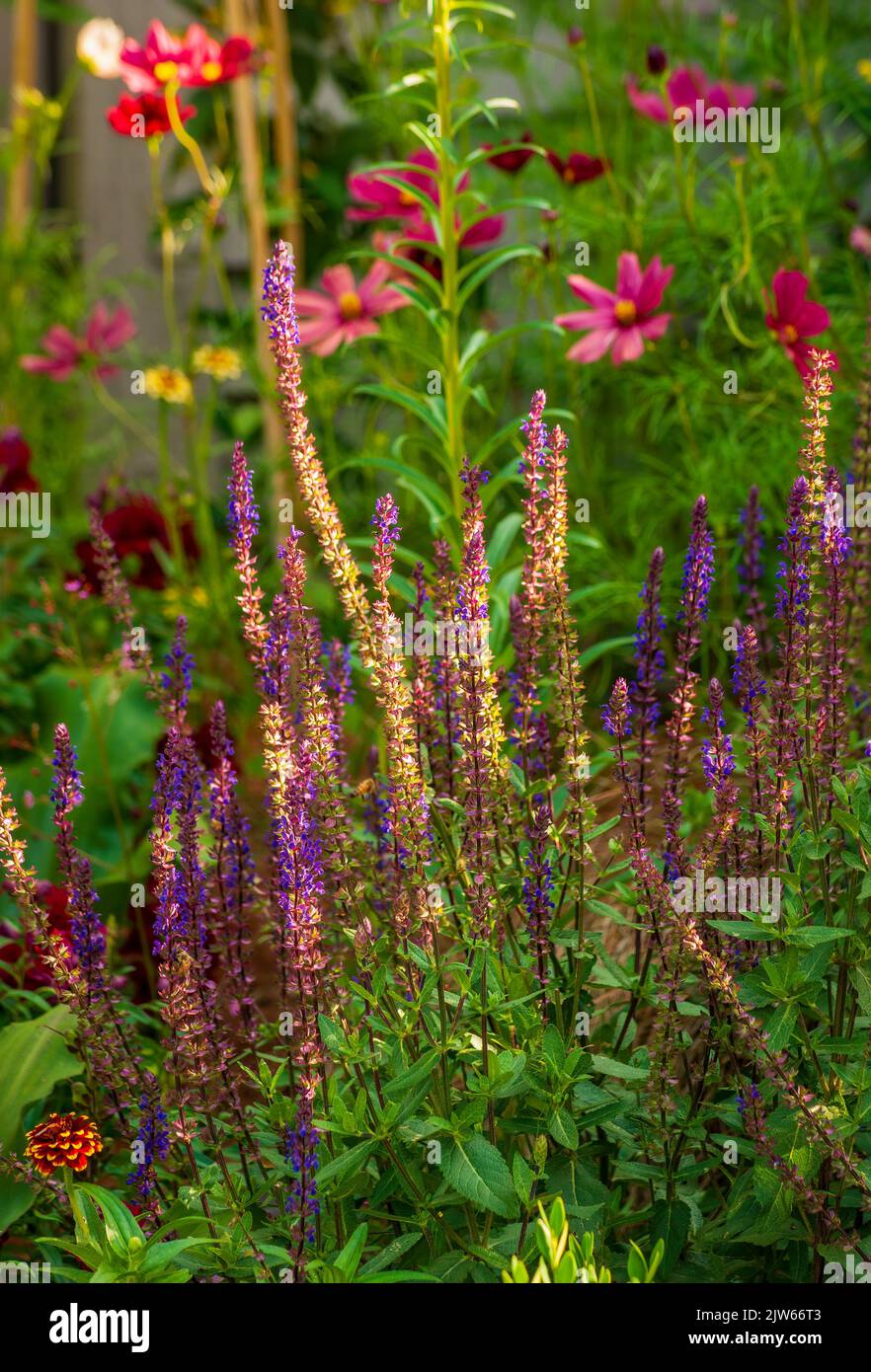 Salvia nemorosa "Violet Riot" (Salvia nemorosa). Berkshire Botanical Garden, Stockbridge, Massachusetts Foto Stock