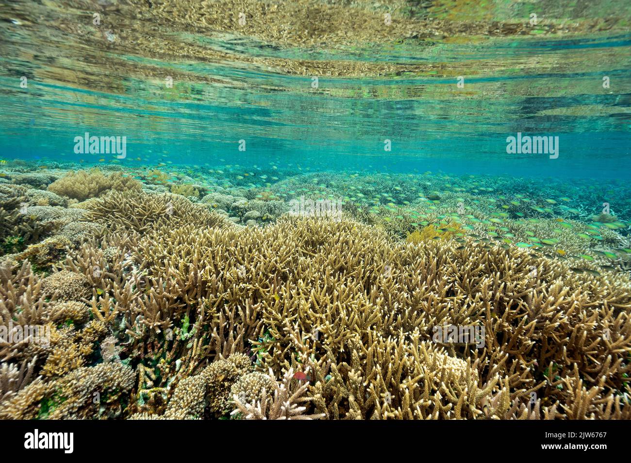 Reef panoramico con coralli incontaminati staghorn Raja Ampat Indonesia. Foto Stock