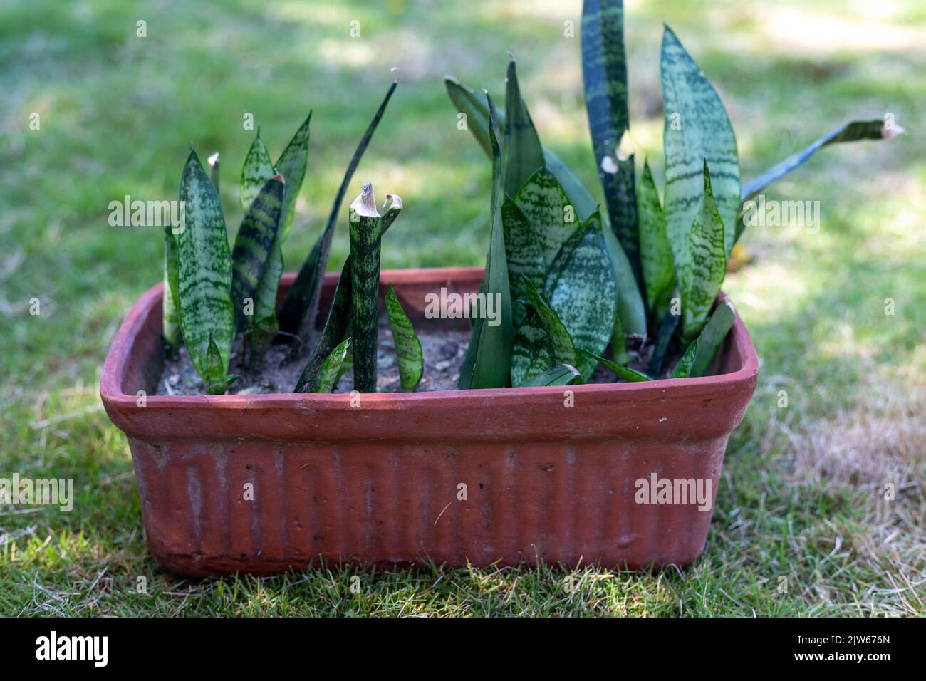 Le piante di Sensaveria si propagano in una pentola di argilla a casa nel giardino Foto Stock