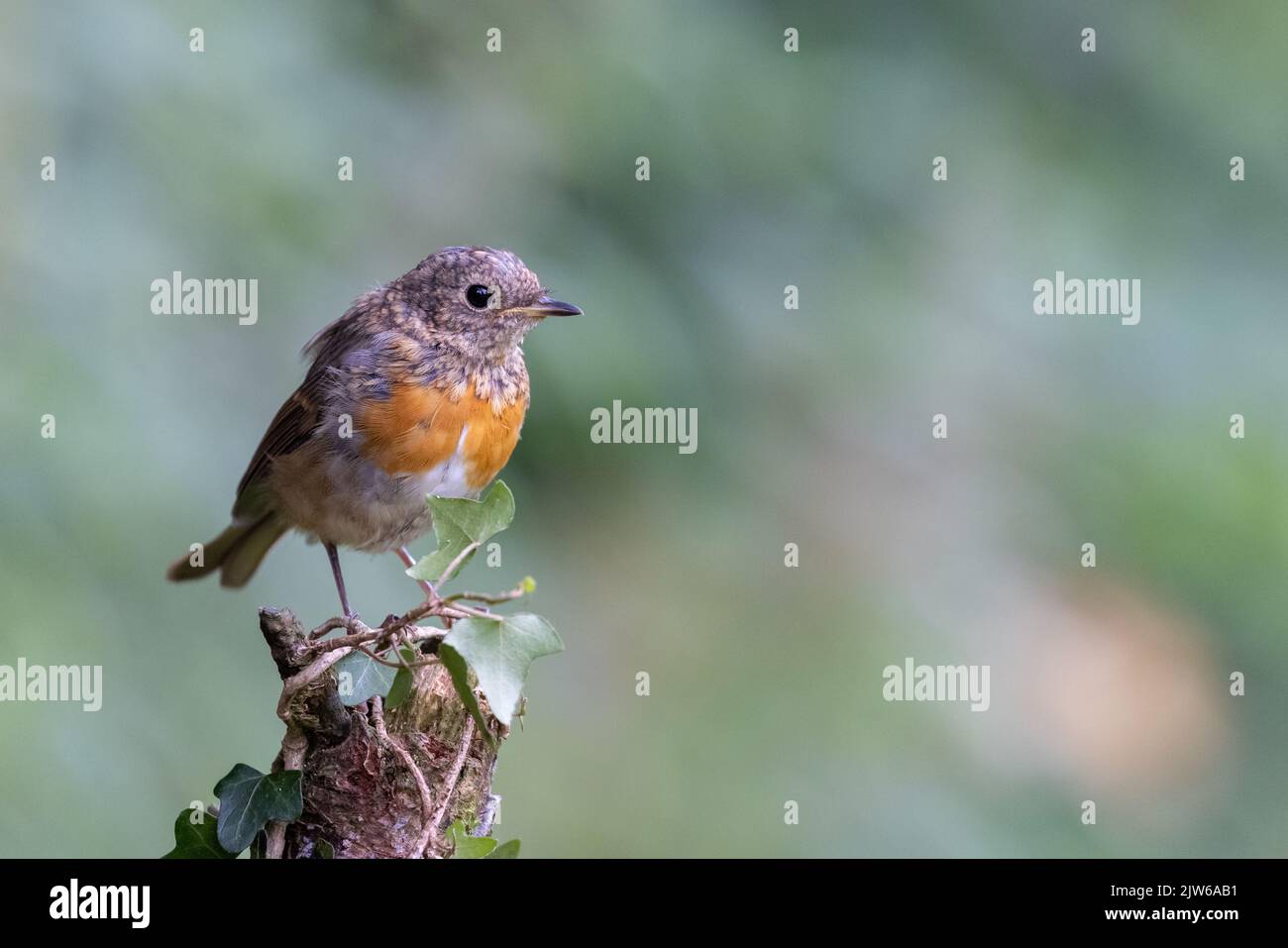 Robin europeo giovanile [ Erithacus rubecula ] arroccato su edera posta in vovered Foto Stock