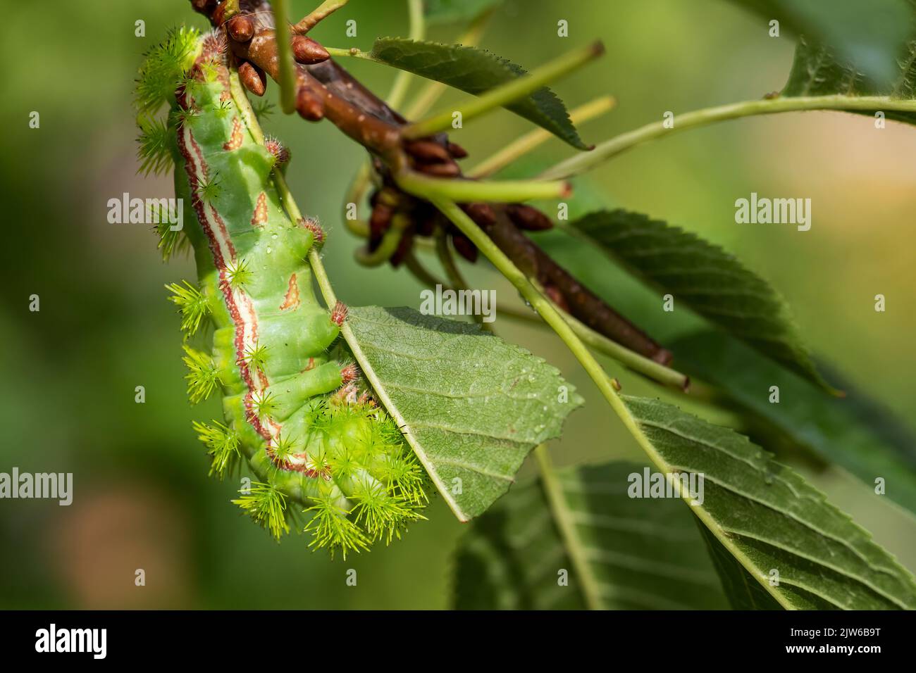 Io Moth caterpillar - Automeris io, bellissimo e colorato Moth caterpillar proveniente dalle foreste del Nord America, Messico. Foto Stock