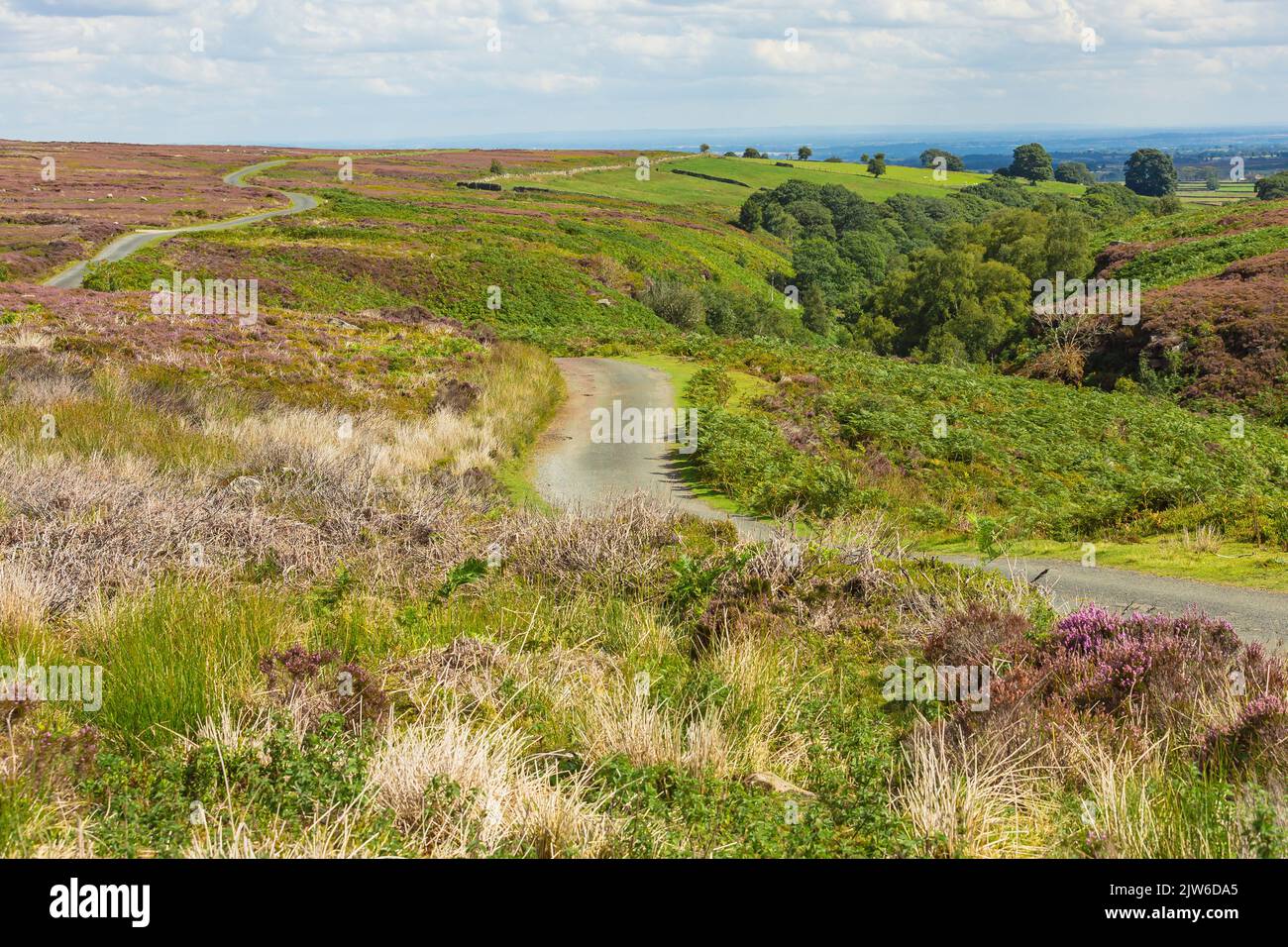 Tom Corner, brughiera aperta vicino a Fallowgill a Nidderdale, North Yorkshire. Fine estate quando l'erica è in piena fioritura, con singola t Foto Stock