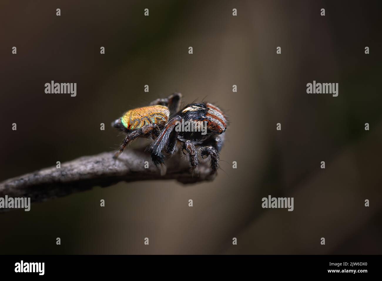 Un ragno maschio di pavone, Maratus flavus, nei suoi colori di riproduzione. Foto Stock Un ragno maschio di pavone, Maratus flavus, nei suoi colori di riproduzione. Foto Stock