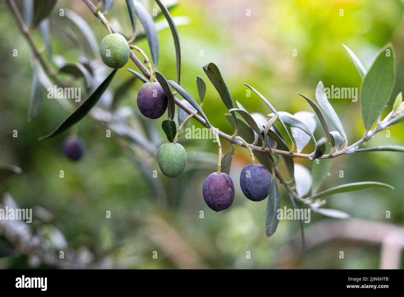 Olive nere mature frutta su un ramo d'albero con fuoco selettivo Foto Stock