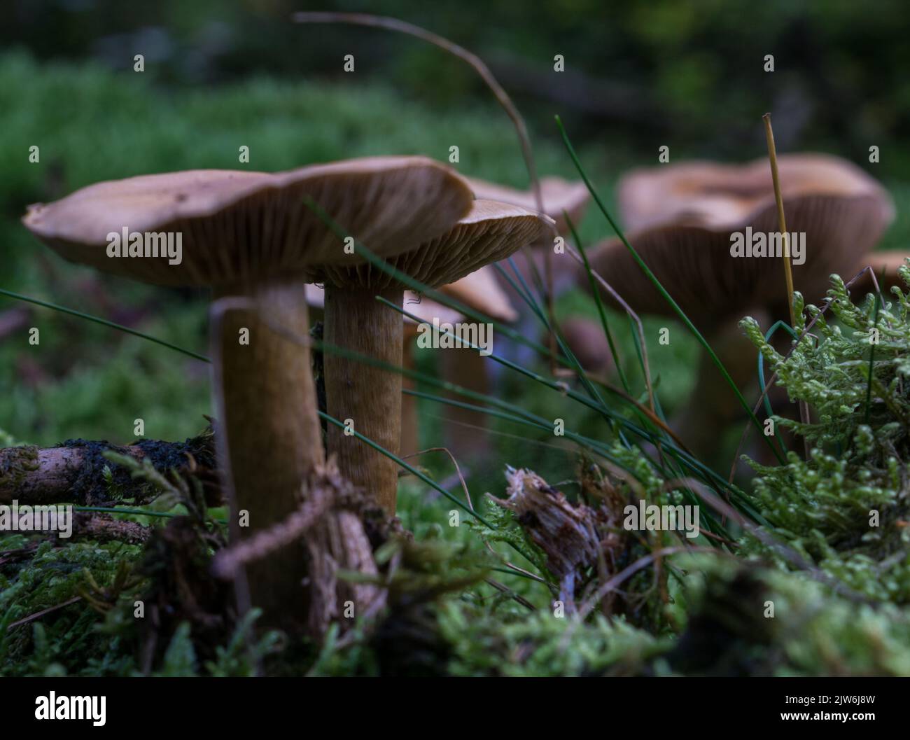 Un gruppo di fungo mortale webcap (Cortinarius rubellus) in una foresta in primo piano Foto Stock
