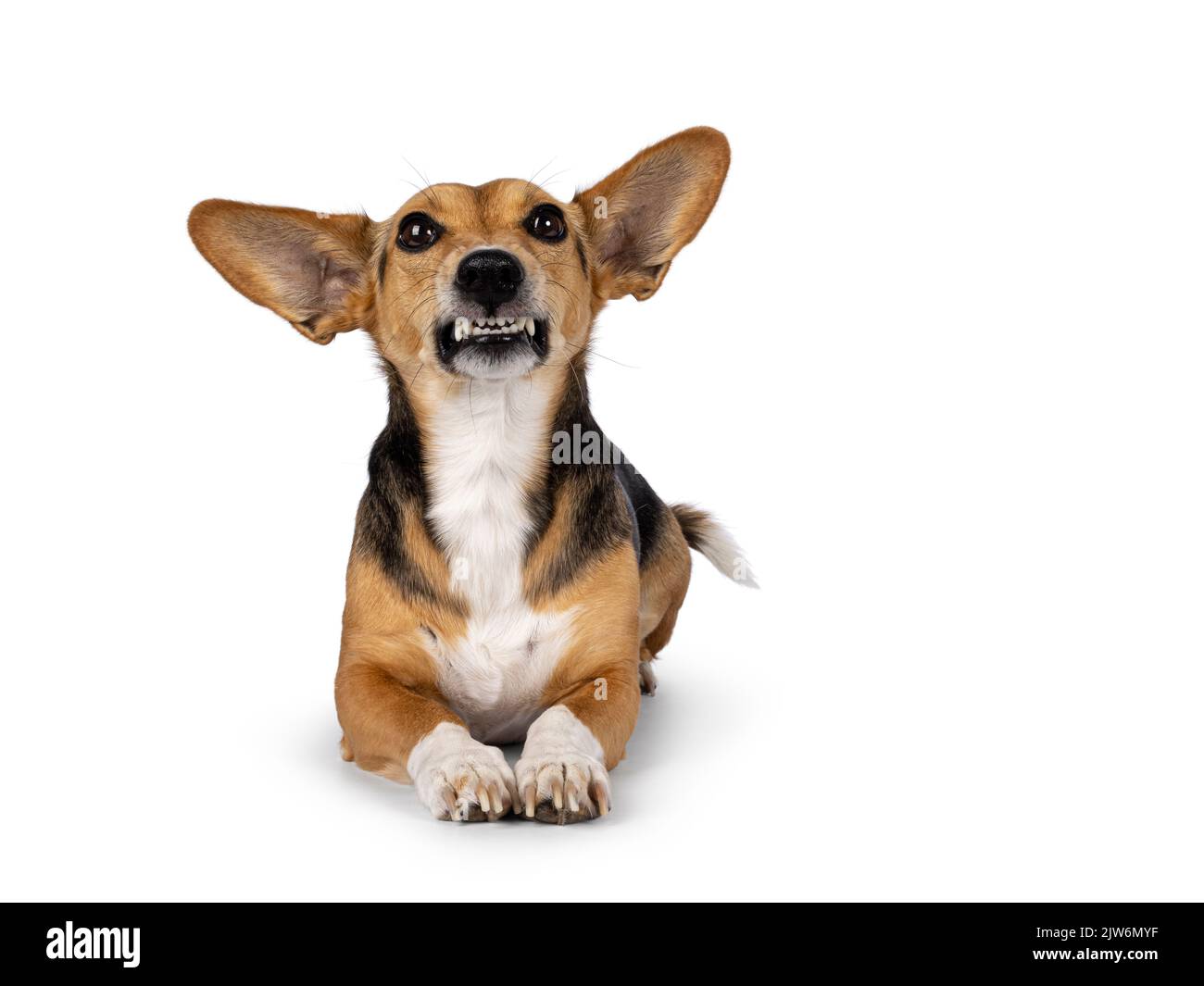 Cane non di razza su sfondo bianco Foto Stock