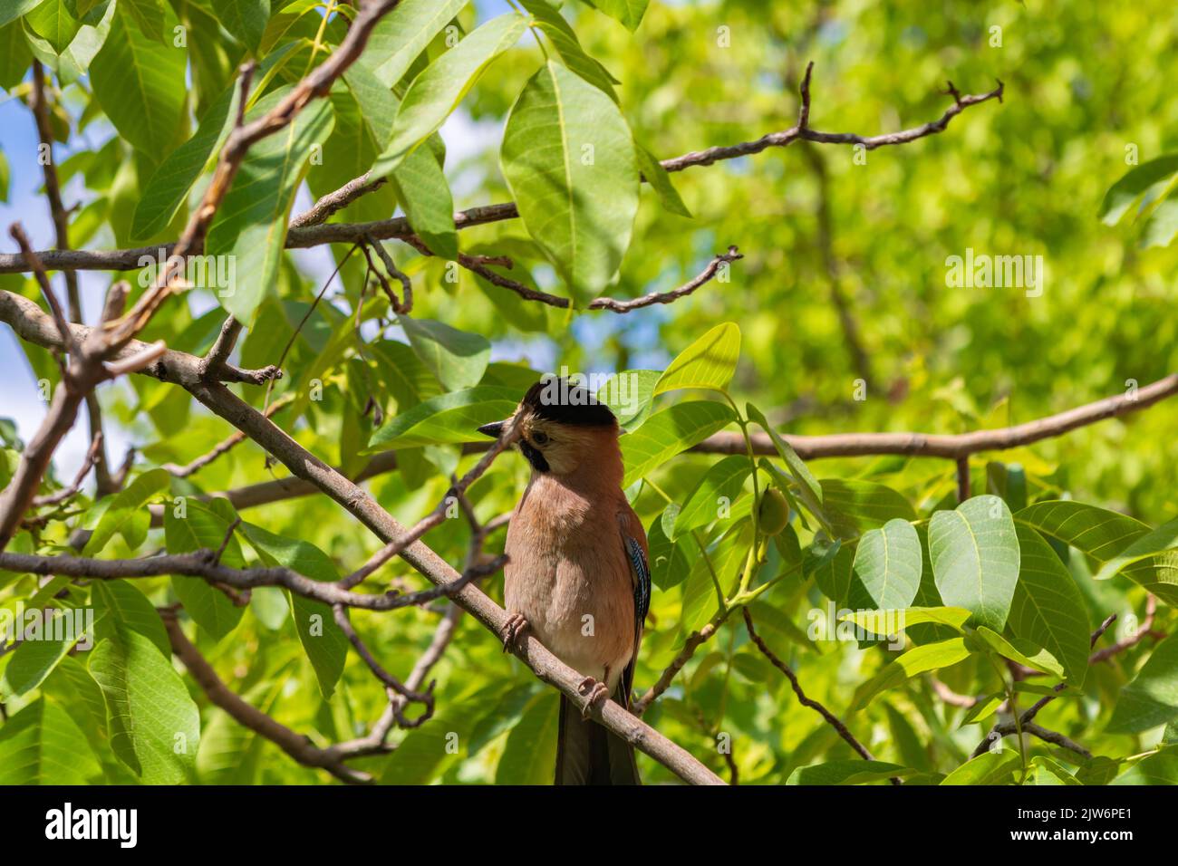 Jay sul ramo. Sfondo corvido o corvi. Giardino sfondo uccelli. Foto Stock