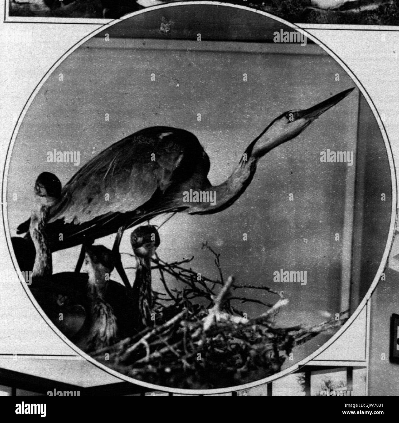 All'interno del Museo di Staatsbosbeheer (Museumlaan 2) a Utrecht: Un airone con i giovani sul nido istituito. Foto Stock