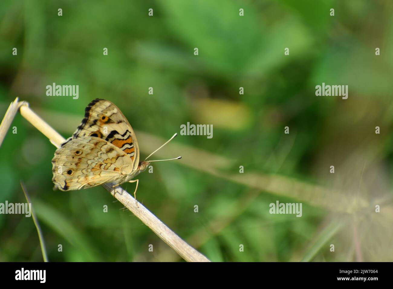 Primo piano foto di una farfalla dalle paure blu poggiata sull'erba secca. Ali chiuse. Junonia. Foto Stock