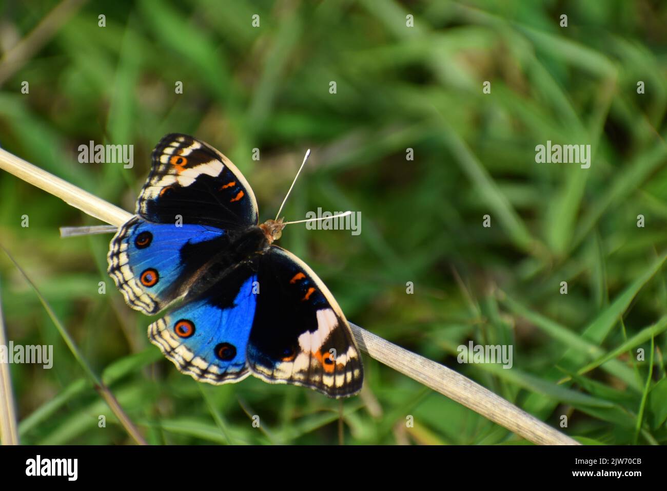 Primo piano foto di una farfalla dalle paure blu poggiata sull'erba secca. Aprire le ali. Junonia. Foto Stock