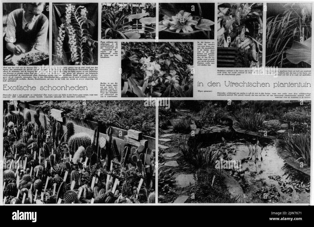 Bellezze esotiche nel Giardino Botanico di Utrechtschen Foto Stock