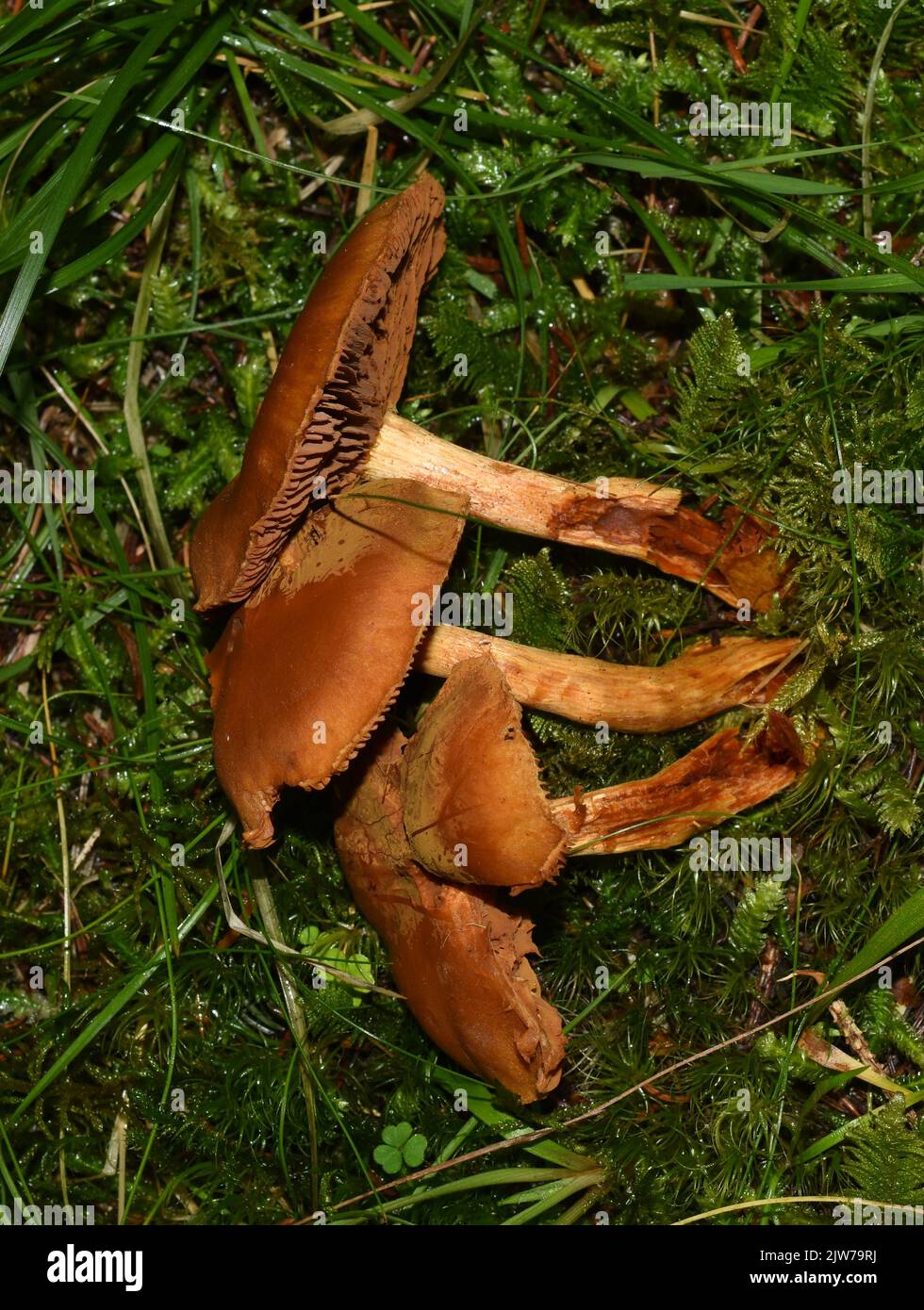 Il webcap mortale altamente tossico Cortinarius rubellus in una foresta Foto Stock