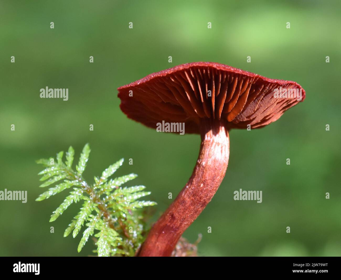 Sangue rosso webcap Cortinarius sanguineus colorante naturale fungo in una foresta Foto Stock