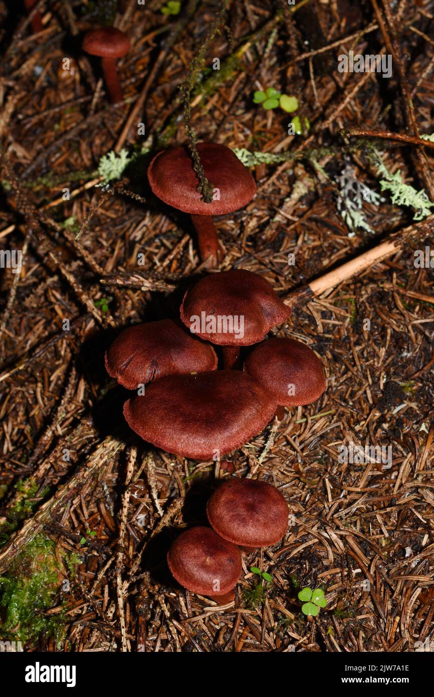 Sangue rosso webcap Cortinarius sanguineus colorante naturale fungo in una foresta Foto Stock