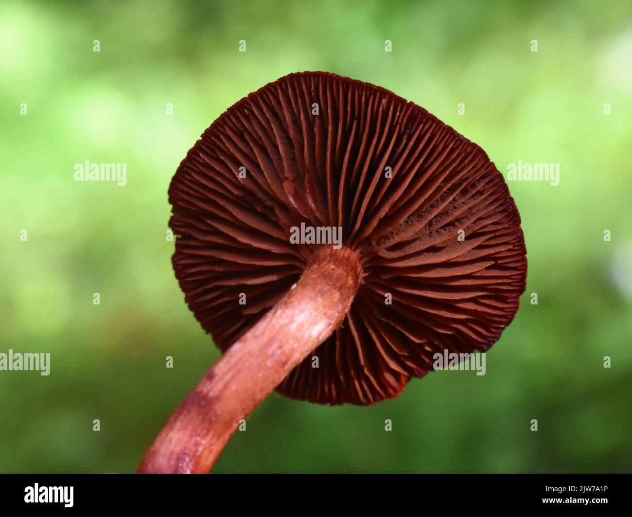 Sangue rosso webcap Cortinarius sanguineus colorante naturale fungo in una foresta Foto Stock