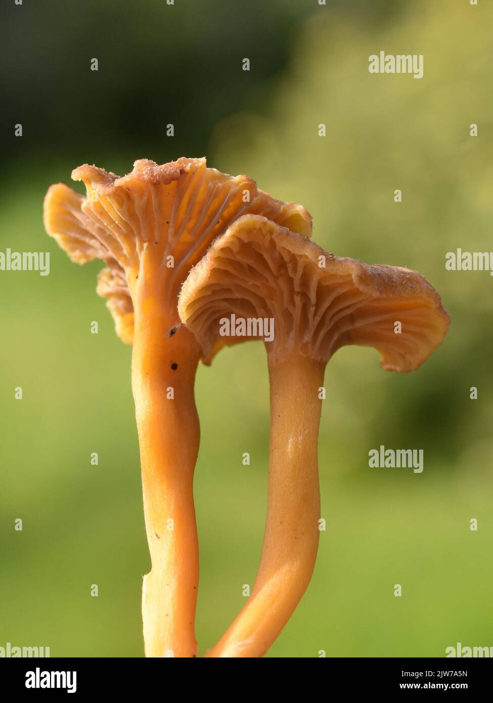 Yellowfoot chantarelle Craterellus tubaeformis in una foresta Foto Stock