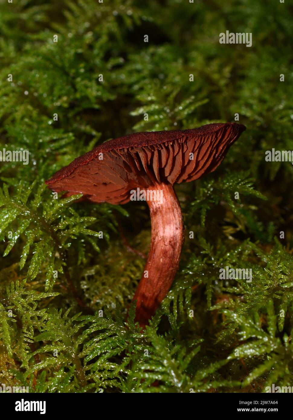 Sangue rosso webcap Cortinarius sanguineus colorante naturale fungo in una foresta Foto Stock