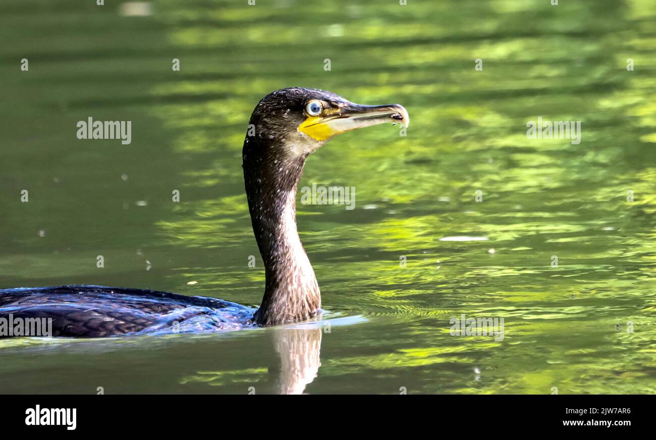 Un primo piano di un Cormorano nuotare in un fiume Foto Stock