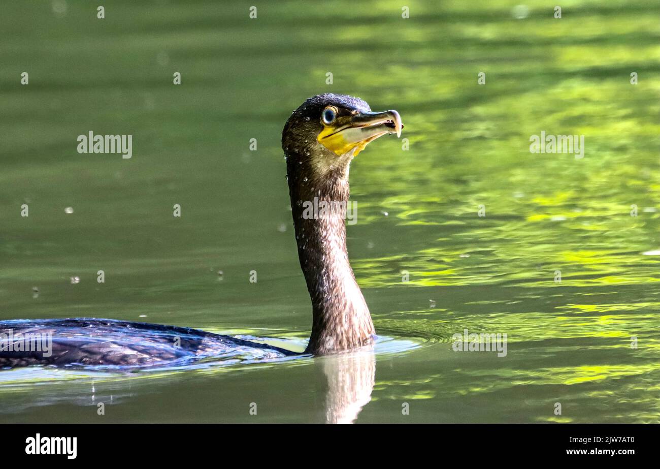 Un primo piano di un Cormorano nuotare in un fiume Foto Stock