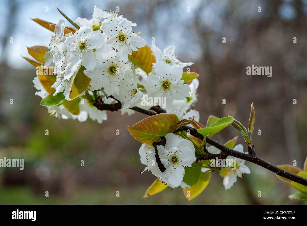 Pyrus pirifolia (Nashi) è un albero da frutto appartenente alla famiglia delle Rosaceae. Foto Stock