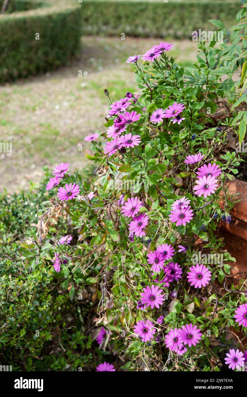Aster fiore viola, lungo un percorso giardino. Foto Stock