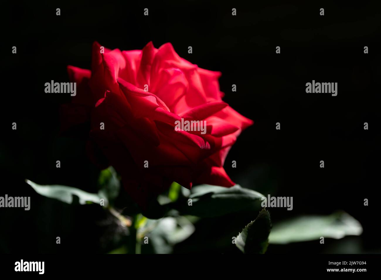 Splendido fiore di rosa rosso su sfondo scuro con una luce spettacolare Foto Stock