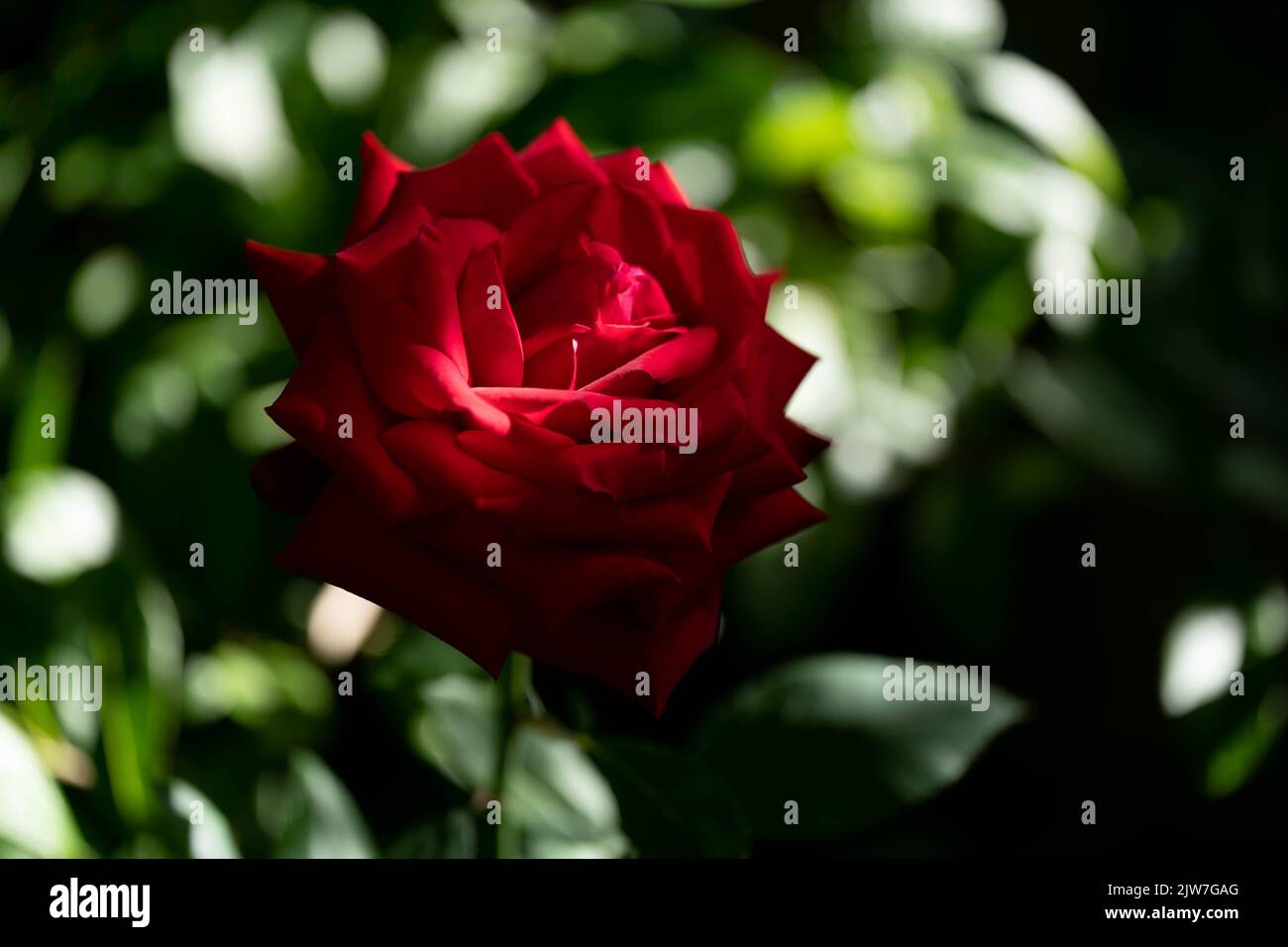 Splendida rosa rossa in fiore nel giardino inglese con morbido sfondo bokeh Foto Stock
