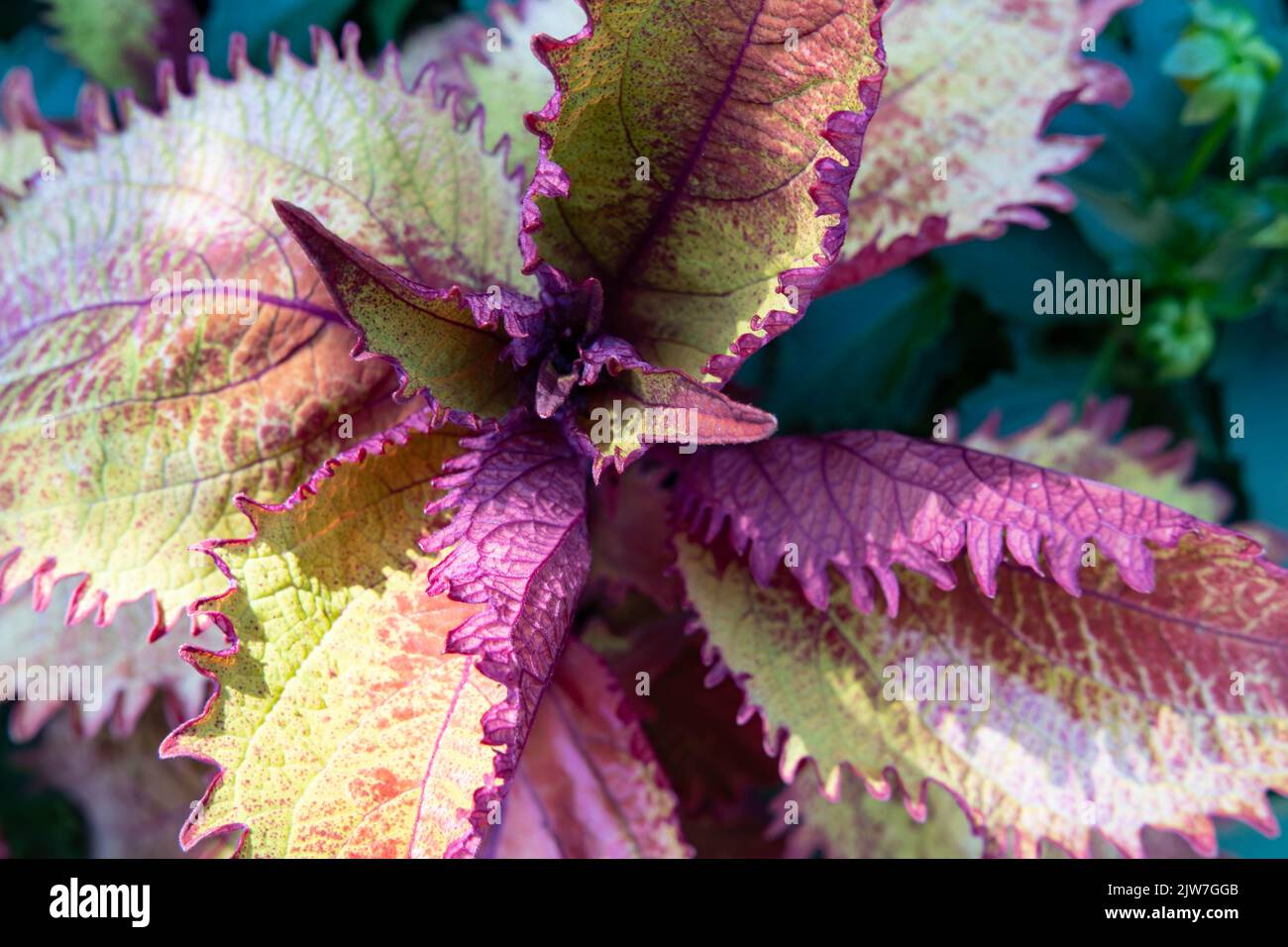 Vivace pianta di coleus con foglie seghettate viola e verdi nel giardino estivo Foto Stock