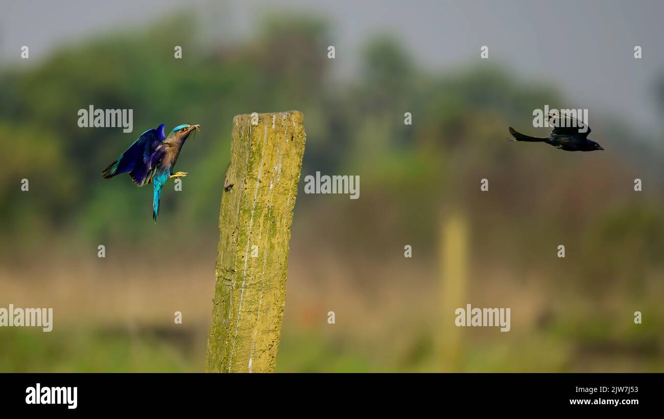 Primo piano di un rullo indiano che vola con un drongo nero vicino a una colonna di legno Foto Stock