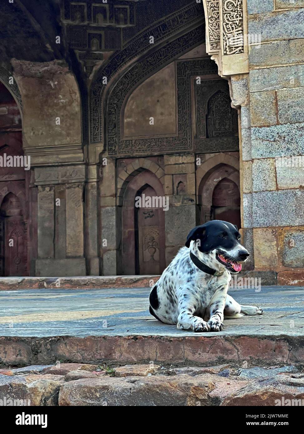 Un cane che si rilassa/siede vicino a Shish Gumbad/ Lodhi Gardens/ India Foto Stock