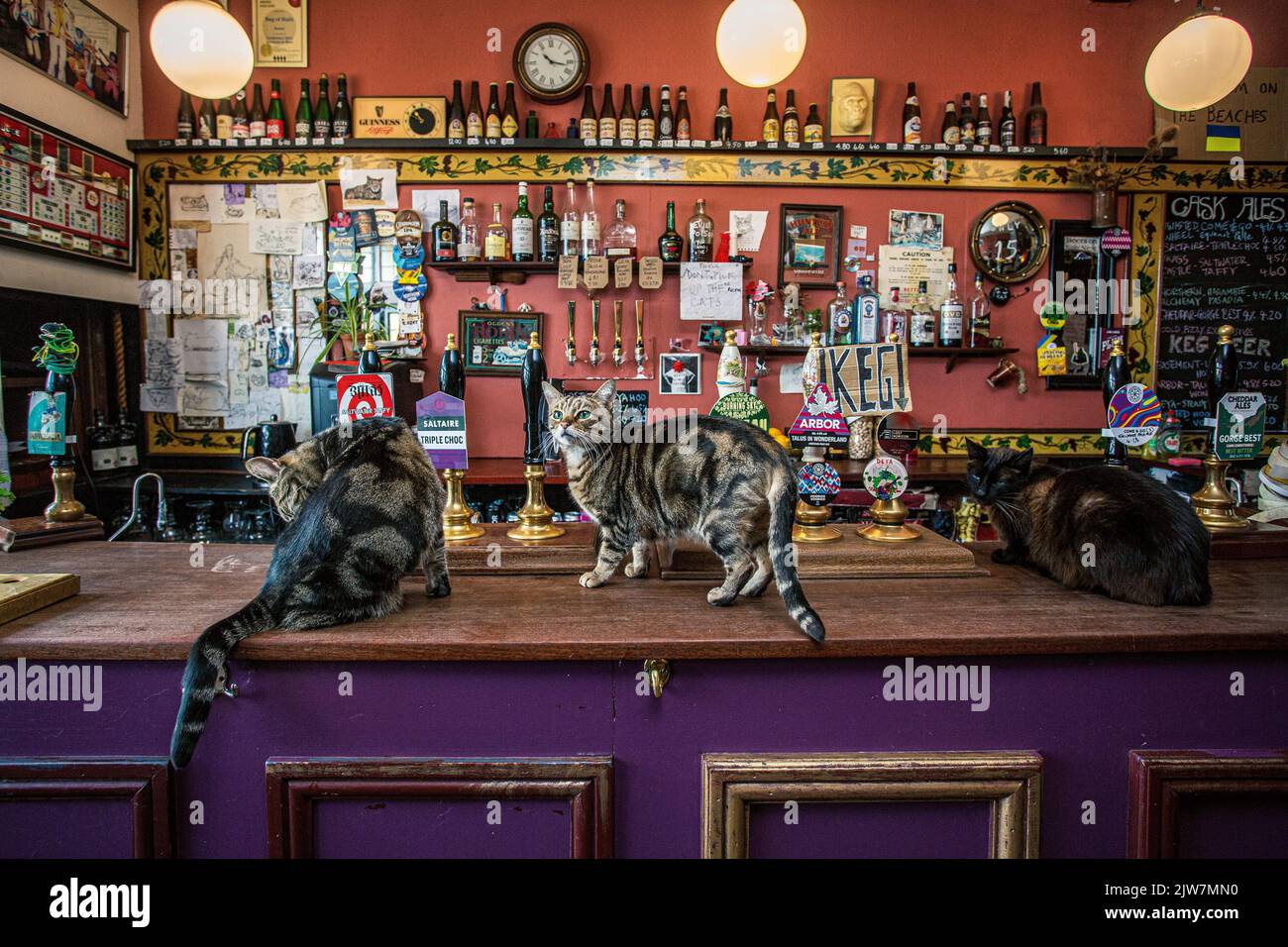 Sacchetto di Nails pub stravagante con un sacco di gatti a Bristol, Inghilterra Foto Stock