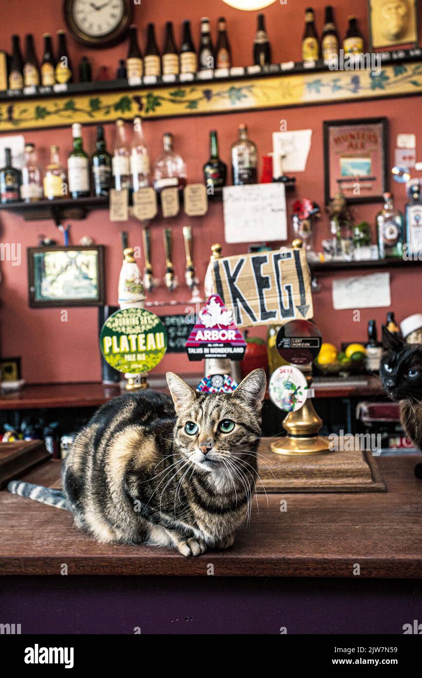 Sacchetto di Nails pub stravagante con un sacco di gatti a Bristol, Inghilterra Foto Stock