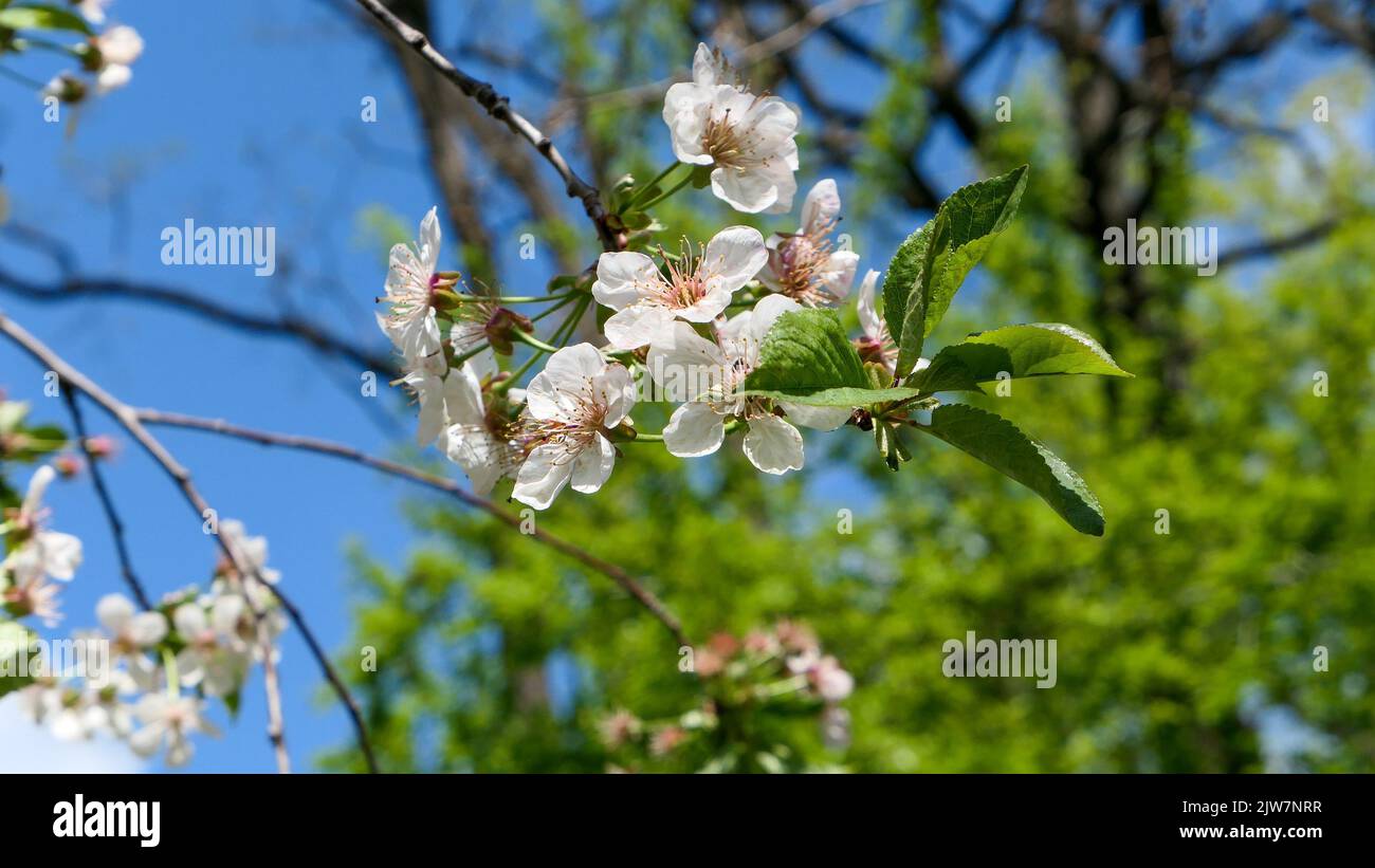 Bella sakura fiori in serra Foto Stock