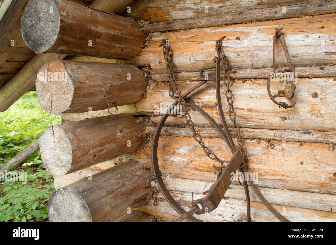 Un primo piano di vecchie trappole arrugginite appese a una cabina di legno Foto Stock