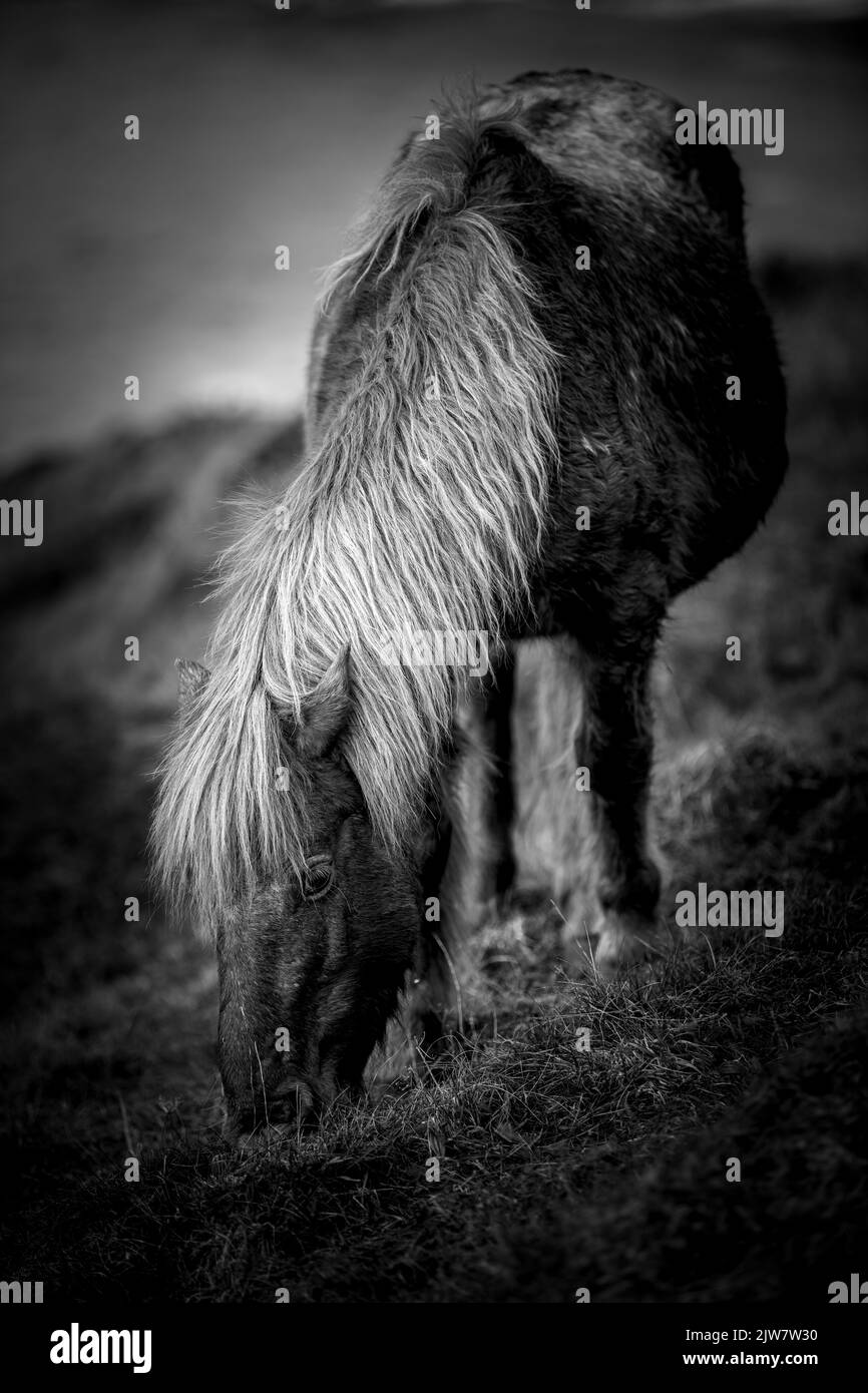 Pony selvaggi a Rinsey Coastline Cornwall. Foto Stock
