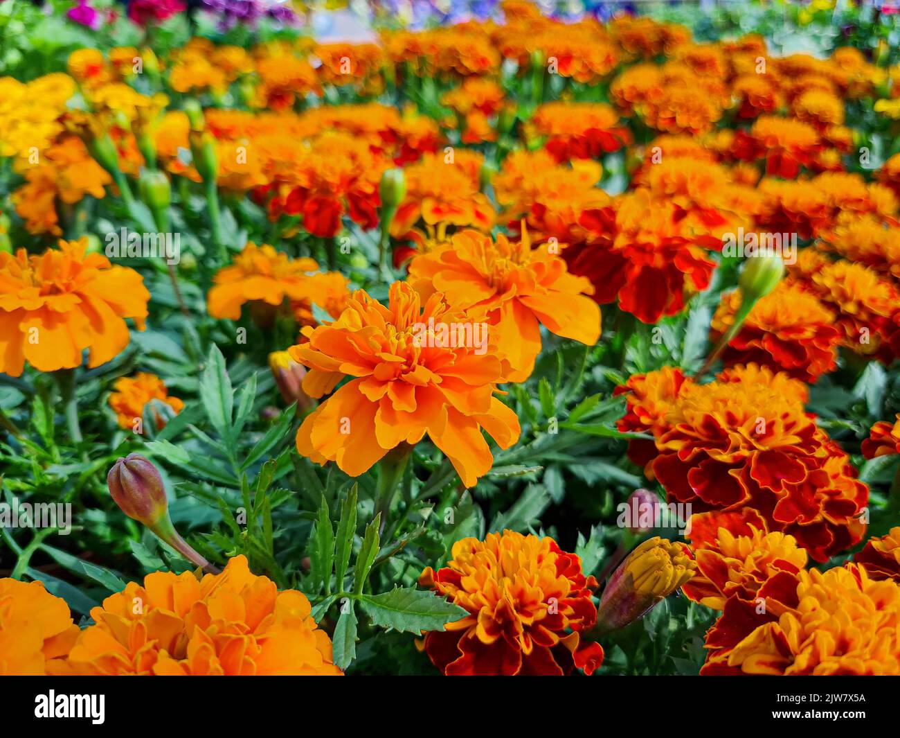 Un bellissimo fiore di marigold all'aperto marigolds nel giardino Foto Stock