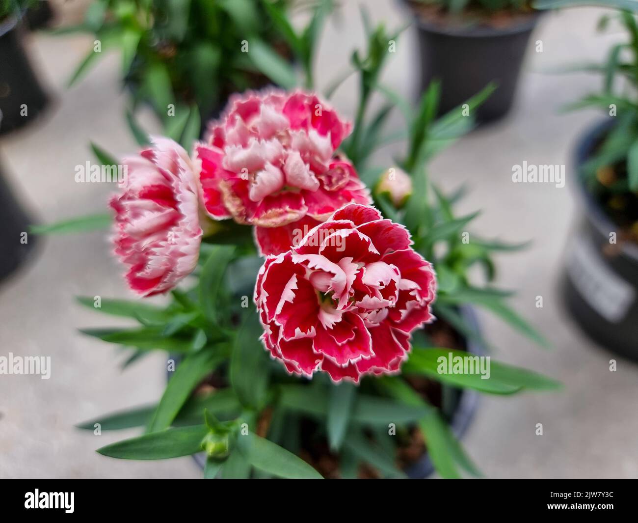 Una bella garofani fiori all'aperto Сarnation nel giardino. Foto Stock