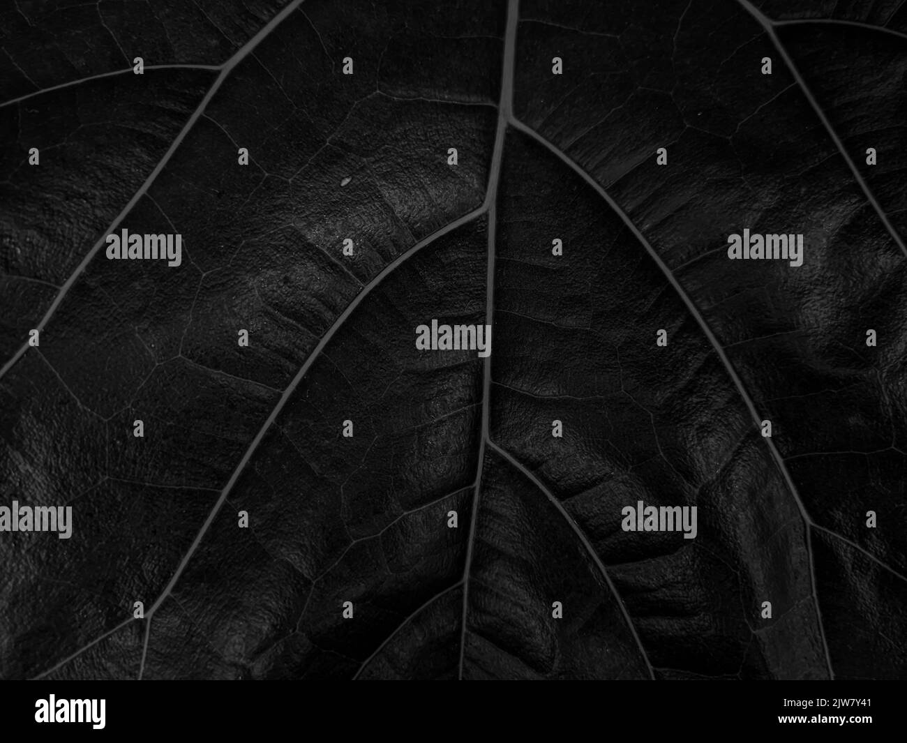 Primo piano di Green Leaf texture sfondo natura Foto Stock