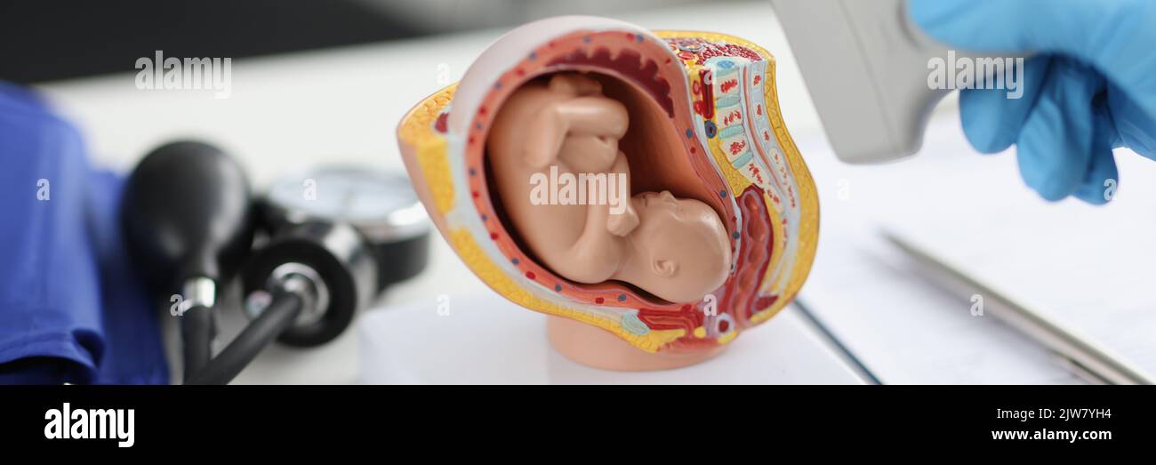 Trasduttore medico per esame ecografico di fronte a un modello artificiale di feto umano nel primo piano dell'utero Foto Stock