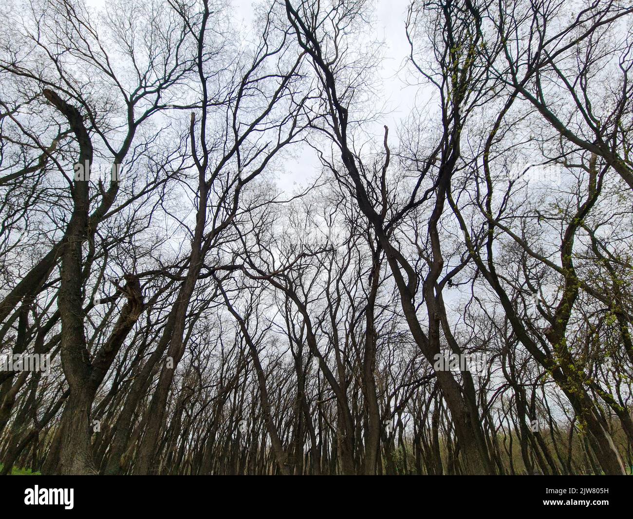 Guardando in alto Vista sugli alberi verde estate sfondo foresta Foto Stock